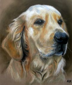 Golden Retriever Bild.jpg