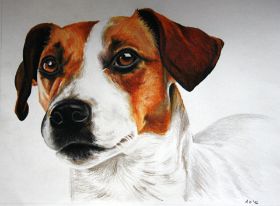 Jack Russel Bild1.jpg