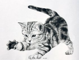 Babykatze Bild1.jpg