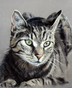 Katze Braungetigert Bild (1).jpg